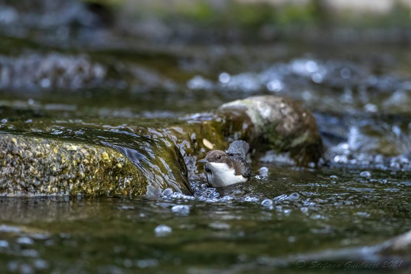 Merlo acquaiolo (Cinclus cinclus) - White-throated Dipper