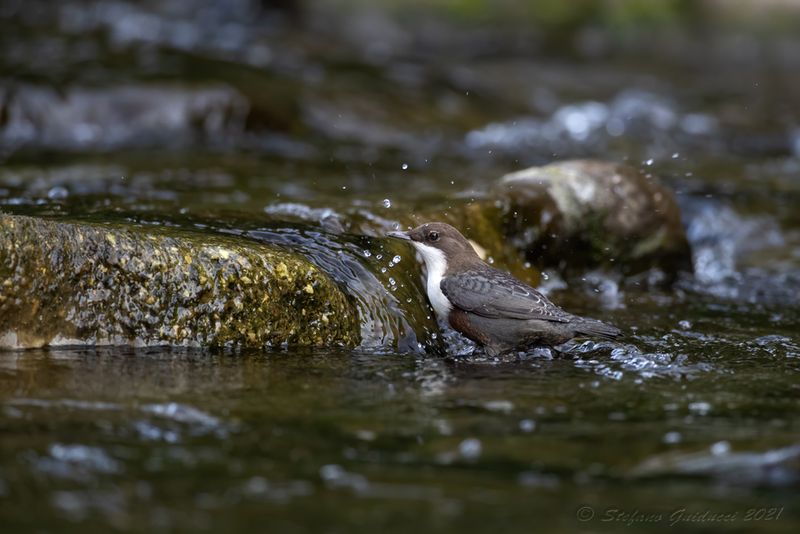 Merlo acquaiolo (Cinclus cinclus) - White-throated Dipper
