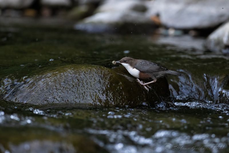 Merlo acquaiolo (Cinclus cinclus) - White-throated Dipper