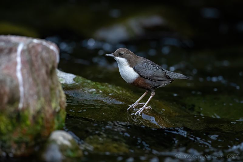Merlo acquaiolo (Cinclus cinclus) - White-throated Dipper
