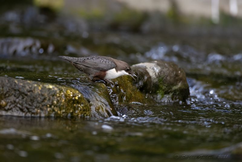 Merlo acquaiolo (Cinclus cinclus) - White-throated Dipper