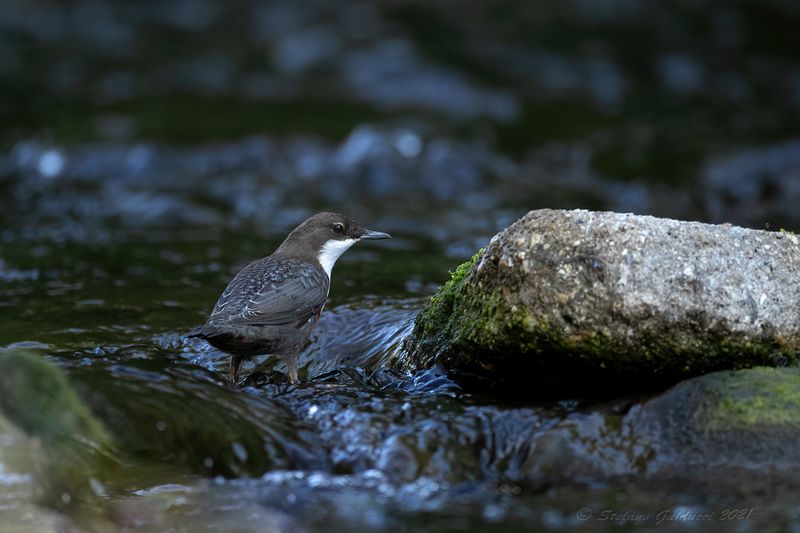 Merlo acquaiolo (Cinclus cinclus) - White-throated Dipper