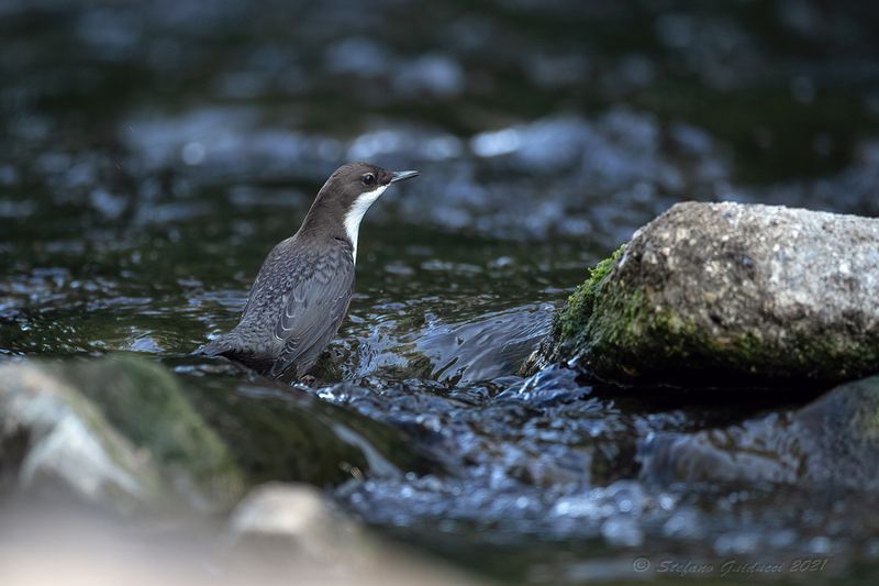 Merlo acquaiolo (Cinclus cinclus) - White-throated Dipper