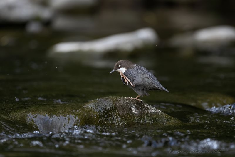Merlo acquaiolo (Cinclus cinclus) - White-throated Dipper