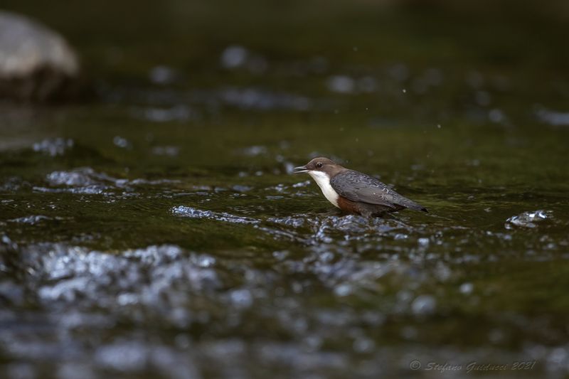 Merlo acquaiolo (Cinclus cinclus) - White-throated Dipper