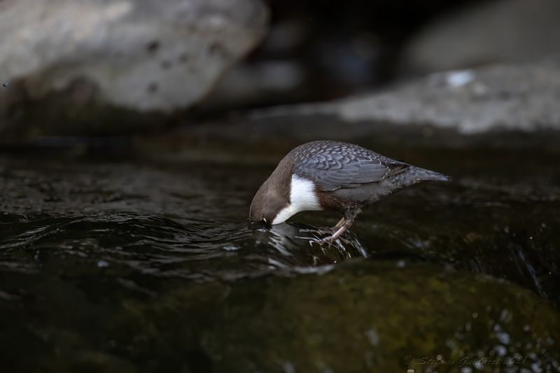 Merlo acquaiolo (Cinclus cinclus) - White-throated Dipper