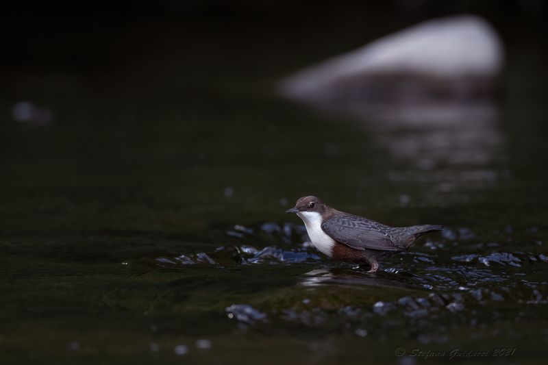 Merlo acquaiolo (Cinclus cinclus) - White-throated Dipper
