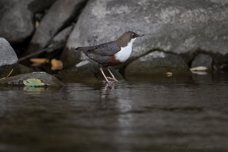 Merlo acquaiolo (Cinclus cinclus) - White-throated Dipper