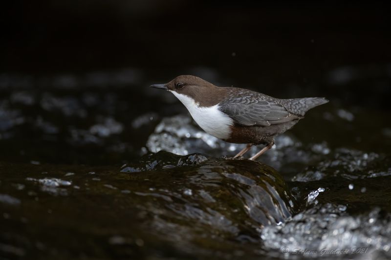 Merlo acquaiolo (Cinclus cinclus) - White-throated Dipper