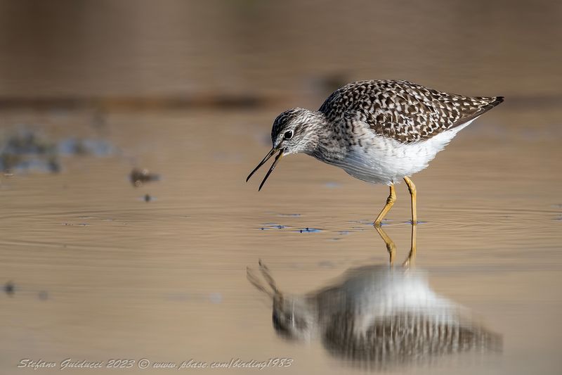 Piro piro boschereccio (Tringa glareola) - Wood sandpiper