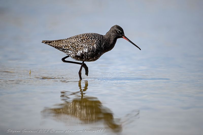 Totano moro (Tringa erythropus) -  Spotted redshank