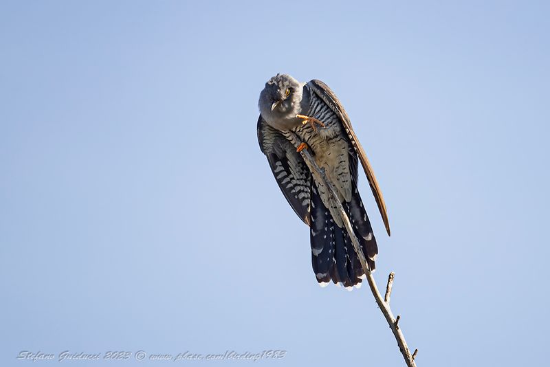Cuculo (Cuculus canorus) - Common Cuckoo