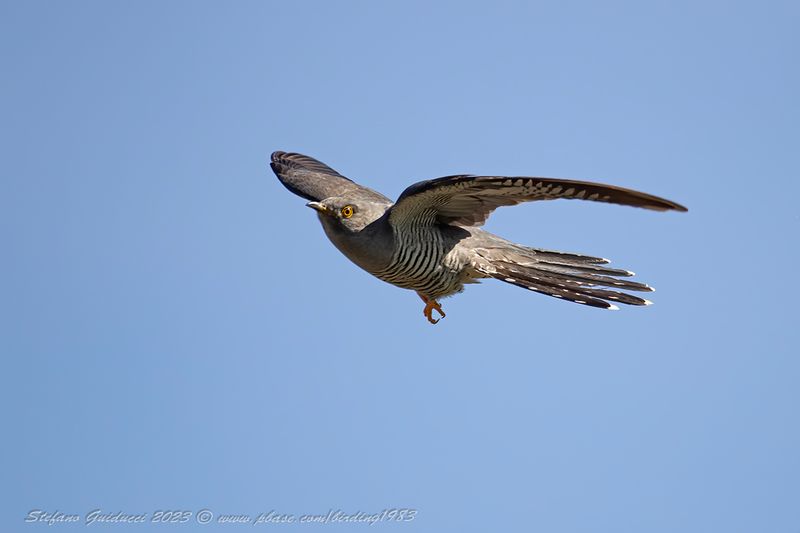 Cuculo (Cuculus canorus) - Common Cuckoo