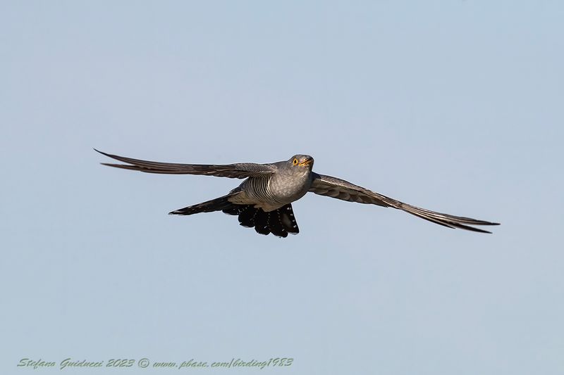 Cuculo (Cuculus canorus) - Common Cuckoo