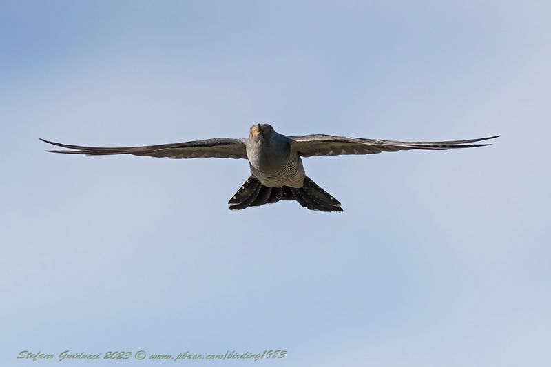 Cuculo (Cuculus canorus) - Common Cuckoo