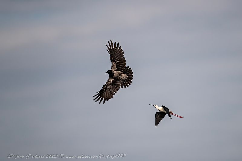 Cavaliere dItalia (Himantopus himantopus) - Black-winged Stilt