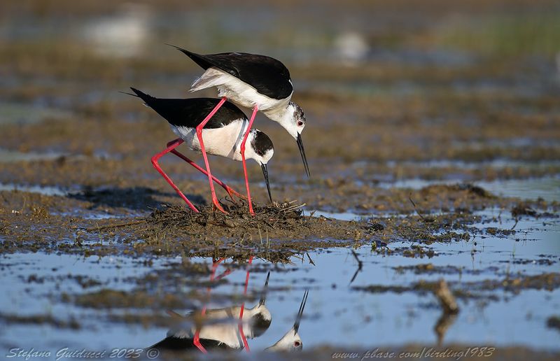 Cavaliere dItalia (Himantopus himantopus) - Black-winged Stilt