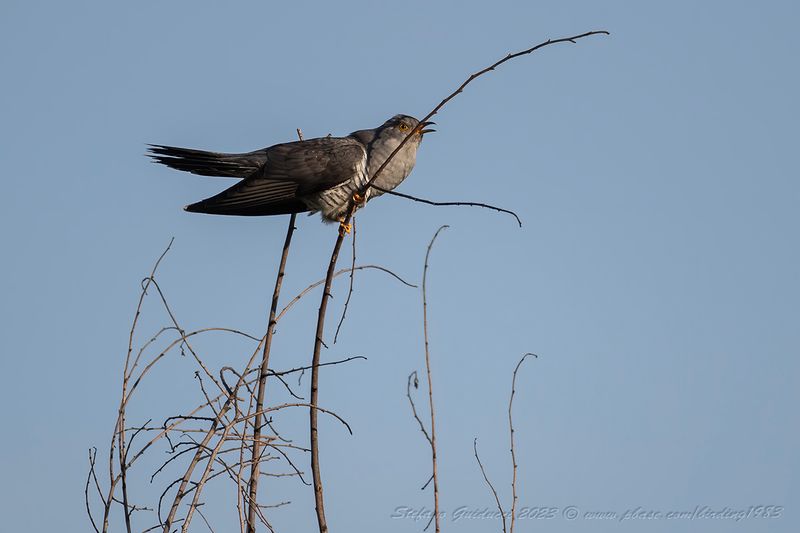 Cuculo (Cuculus canorus) - Common Cuckoo