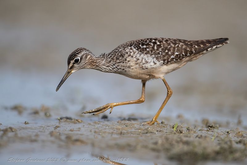 Piro piro boschereccio (Tringa glareola) - Wood Sandpiper