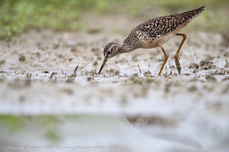 Piro piro boschereccio (Tringa glareola) - Wood Sandpiper