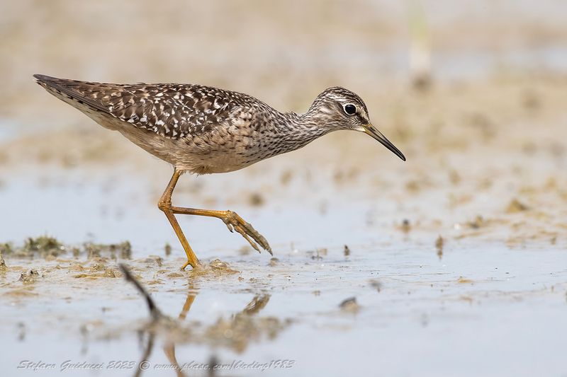 Piro piro boschereccio (Tringa glareola) - Wood Sandpiper