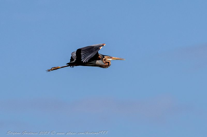 Airone rosso (Ardea purpurea) - Purple Heron