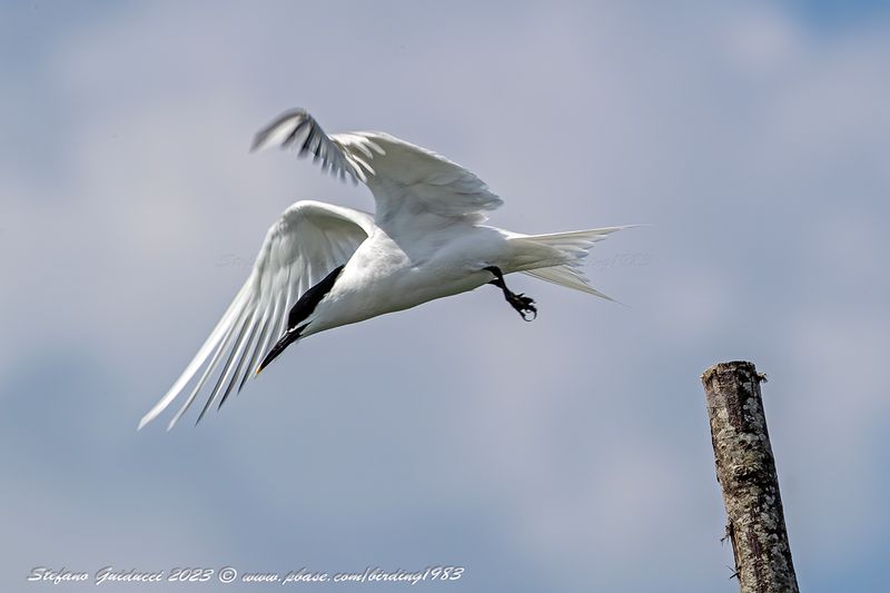 Beccapesci (Thalasseus sandvicensis) - Sandwich Tern