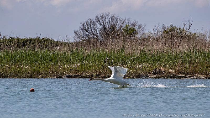 Cigno reale (Cygnus olor) - Mute Swan