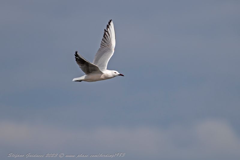 Gabbiano roseo (Chroicocephalus genei) - Slender-billed Gull