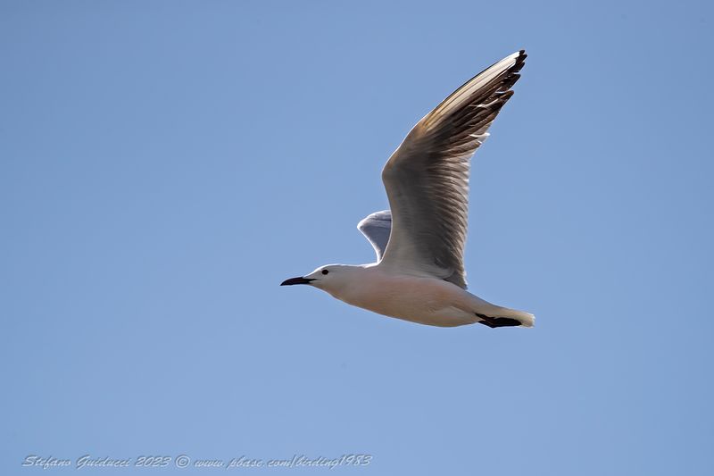 Gabbiano roseo (Chroicocephalus genei) - Slender-billed Gull