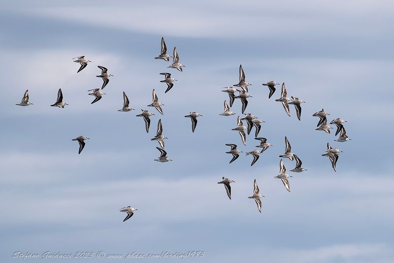 Piovanello tridattilo (Calidris alba) - Sanderling