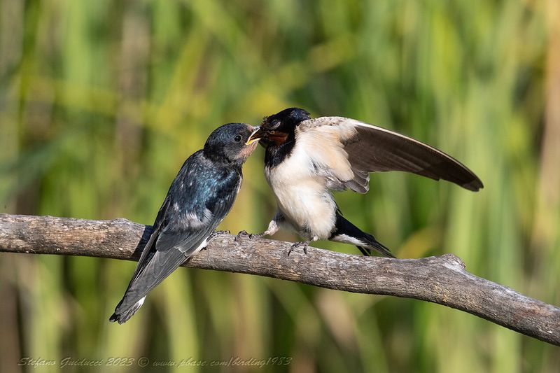 Rondine (Hirundo rustica) - Barn Swallow