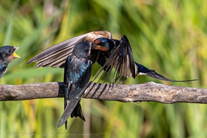 Rondine (Hirundo rustica) - Barn Swallow