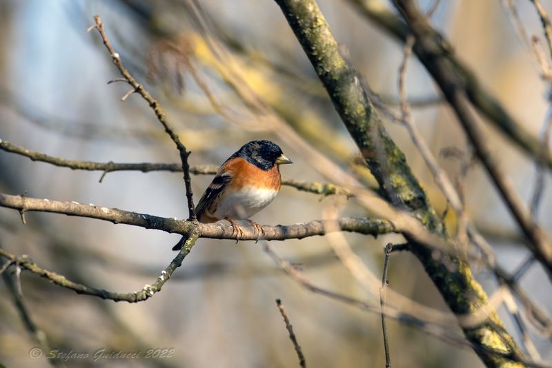Peppola ♂ (Fringilla montifringilla) - Brambling
