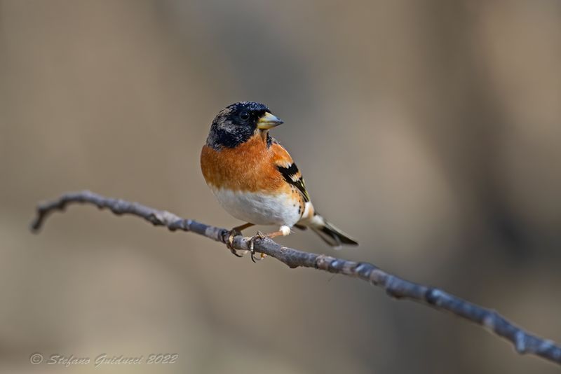 Peppola ♂ (Fringilla montifringilla) - Brambling