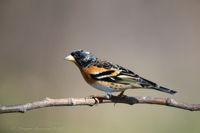 Peppola ♂ (Fringilla montifringilla) - Brambling