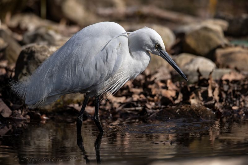 Garzetta (Egretta garzetta) - Little Egret