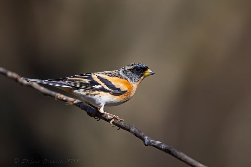 Peppola ♂ (Fringilla montifringilla) - Brambling