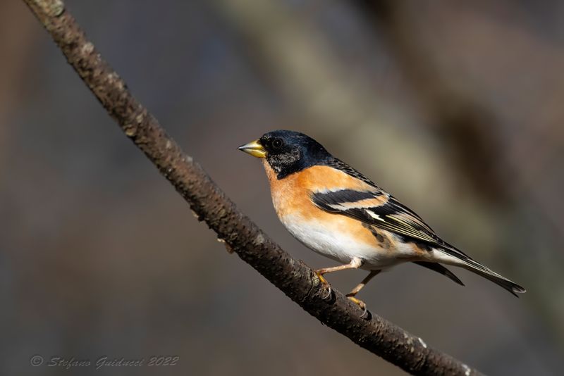 Peppola ♂ (Fringilla montifringilla) - Brambling
