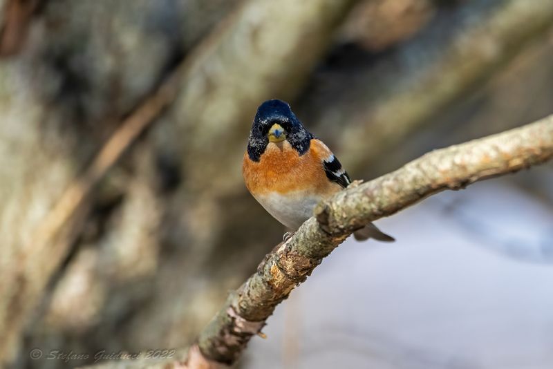 Peppola ♂ (Fringilla montifringilla) - Brambling