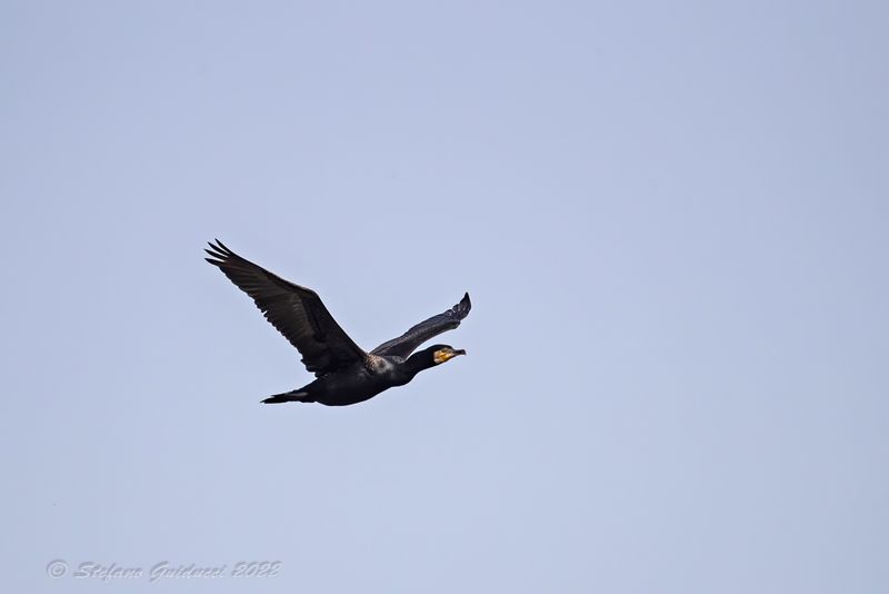 Cormorano (Phalacrocorax carbo) - Great Cormorant