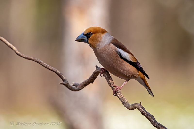 Frosone (Coccothraustes coccothraustes) - Hawfinch