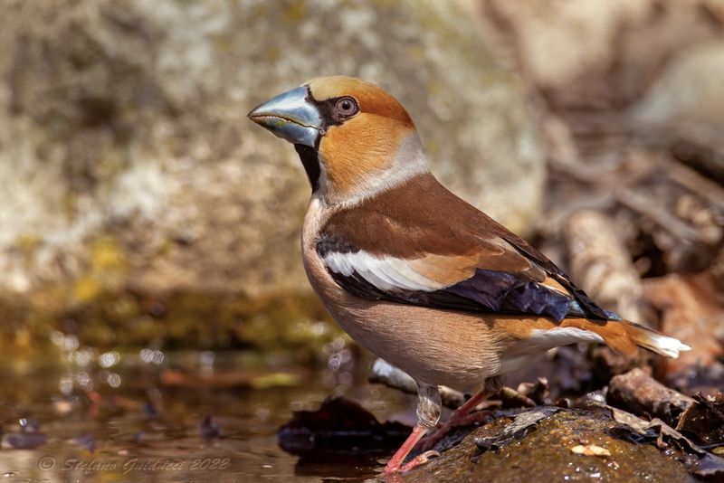 Frosone (Coccothraustes coccothraustes) - Hawfinch