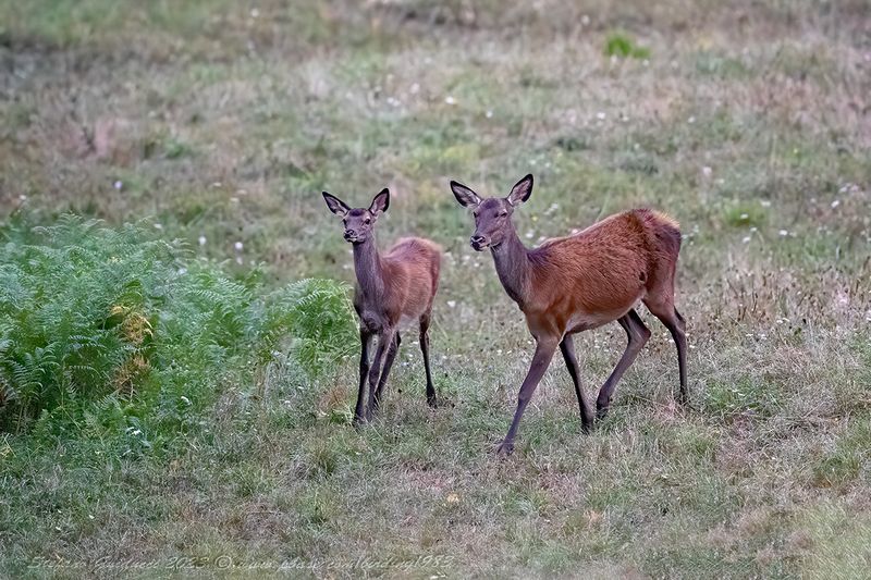 Cerva con giovane (Cervus elaphus)