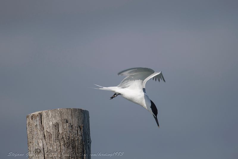 Beccapesci (Thalasseus sandvicensis) - Sandwich Tern