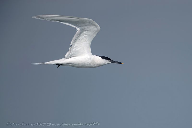 Beccapesci (Thalasseus sandvicensis) - Sandwich Tern