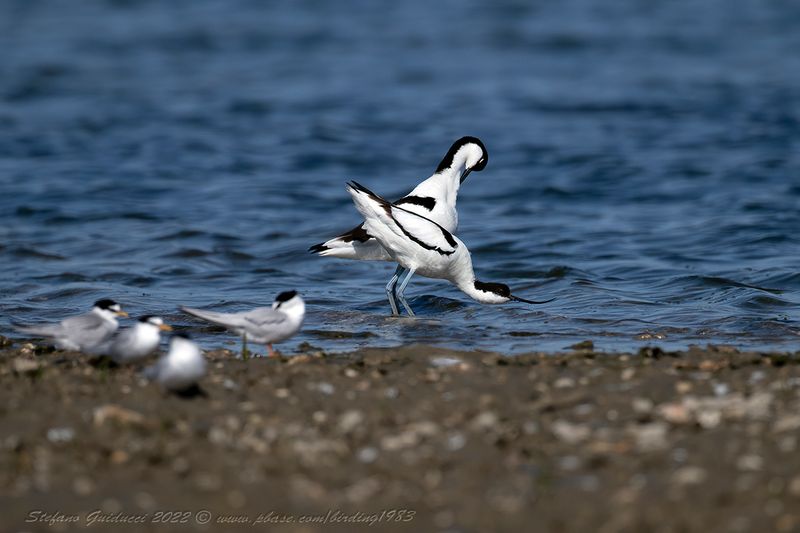 Avocetta (Recurvirostra avosetta) - Pied Avocet