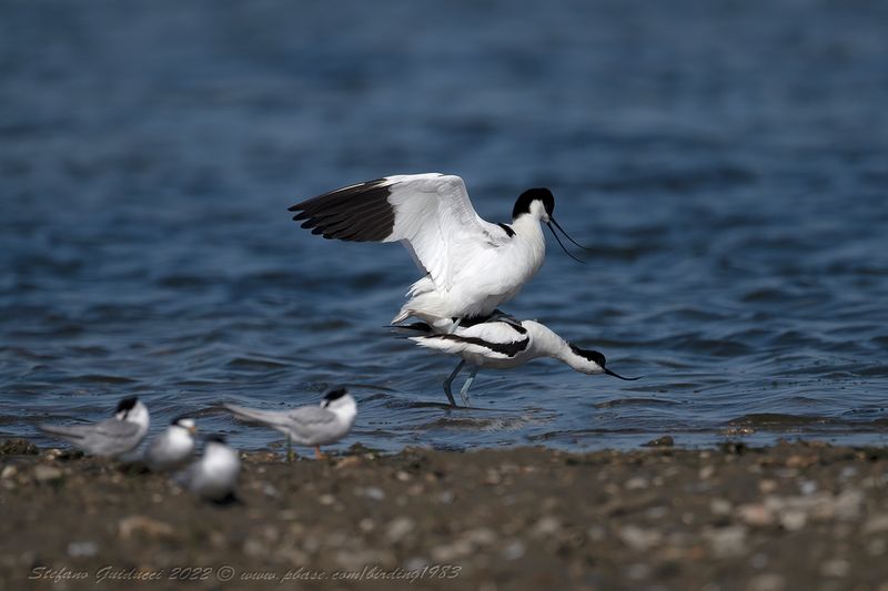 Avocetta (Recurvirostra avosetta) - Pied Avocet