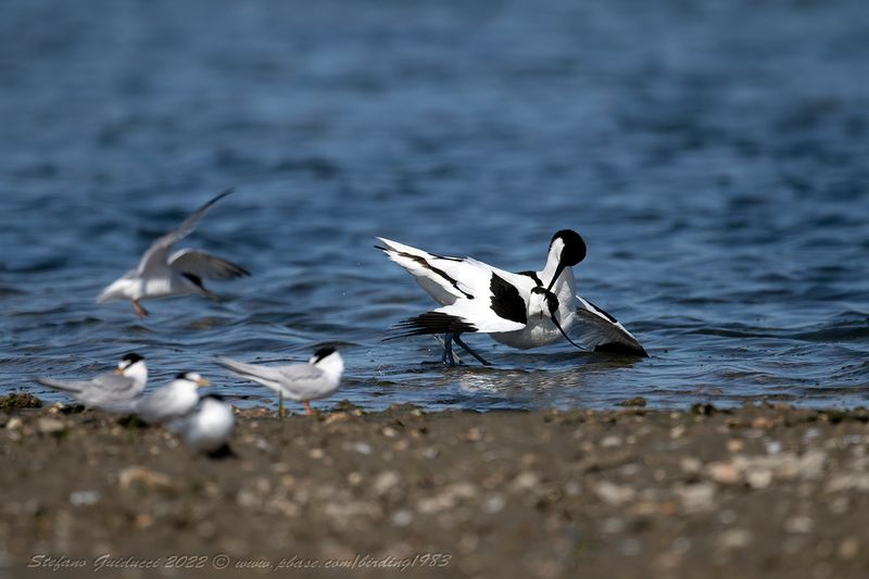 Avocetta (Recurvirostra avosetta) - Pied Avocet
