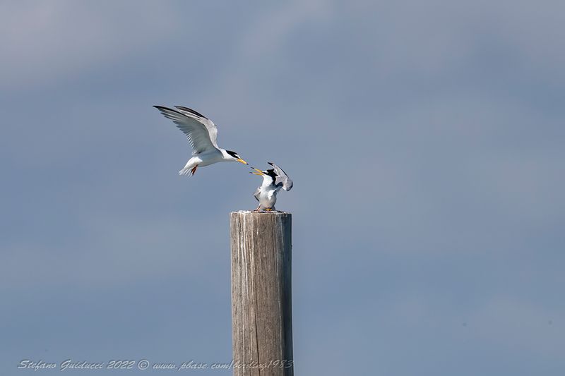 Fraticello (Sternula albifrons) - Little Tern